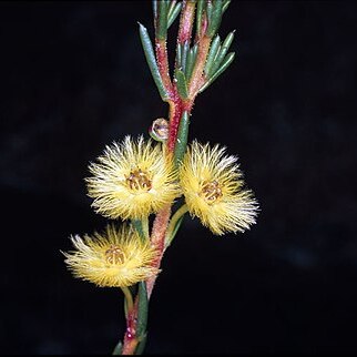 Verticordia grandiflora unspecified picture