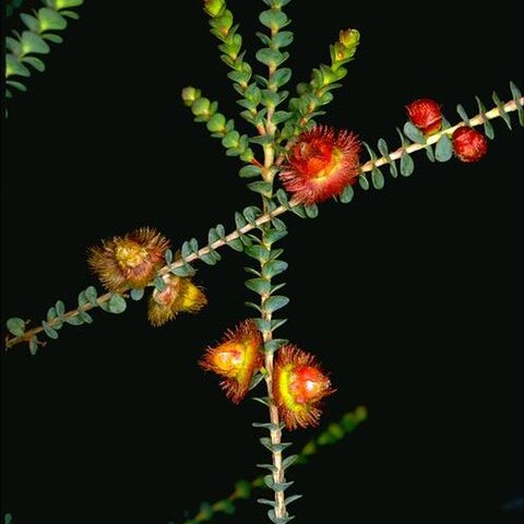 Verticordia chrysostachys unspecified picture