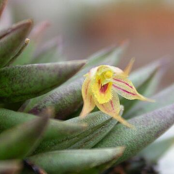 Octomeria aloefolia unspecified picture