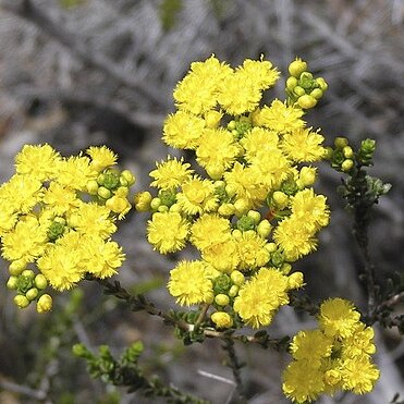 Verticordia serrata unspecified picture