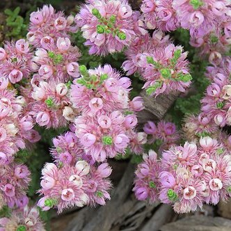 Verticordia halophila unspecified picture