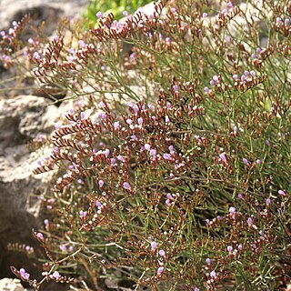 Limonium ramosissimum unspecified picture