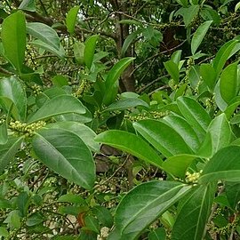 Suregada multiflora unspecified picture