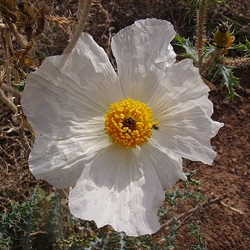 Argemone pleiacantha unspecified picture