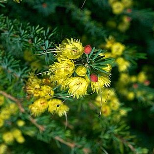 Verticordia helichrysantha unspecified picture