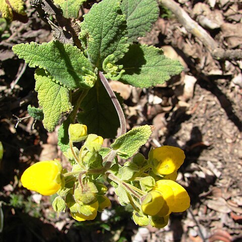 Calceolaria georgiana unspecified picture