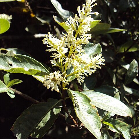 Wendlandia thyrsoidea unspecified picture
