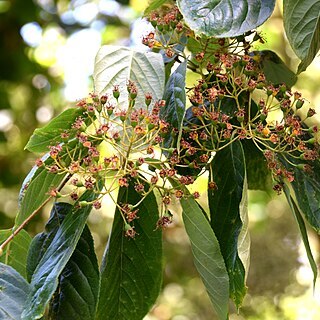 Photinia beauverdiana unspecified picture