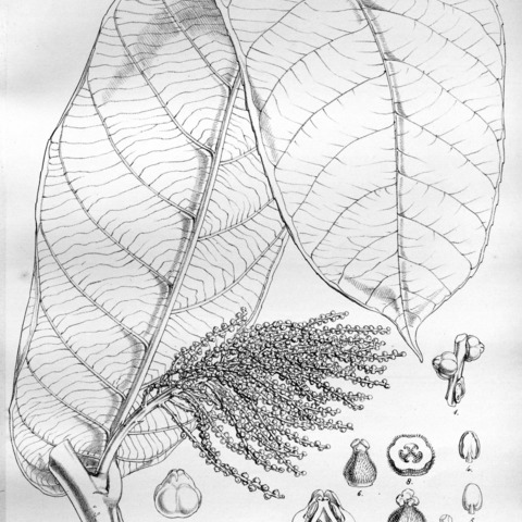 Tetrathylacium macrophyllum unspecified picture