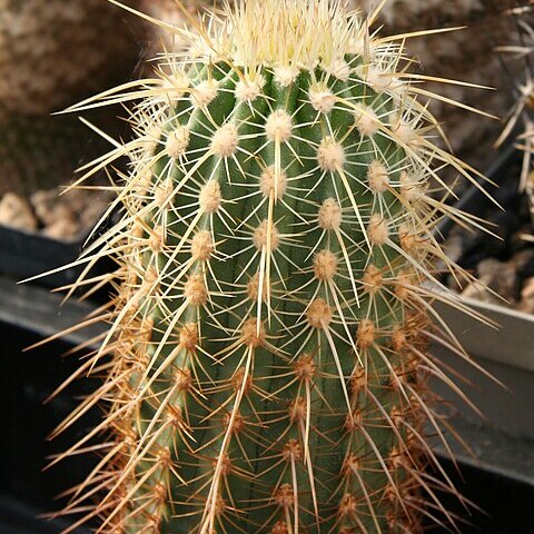 Echinocereus ledingii unspecified picture