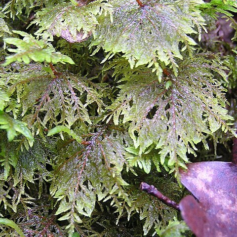 Hylocomium splendens unspecified picture