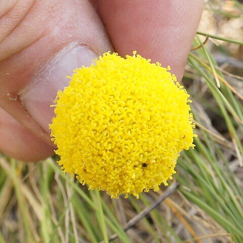 Craspedia canens unspecified picture