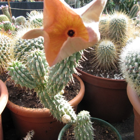 Hoodia juttae unspecified picture