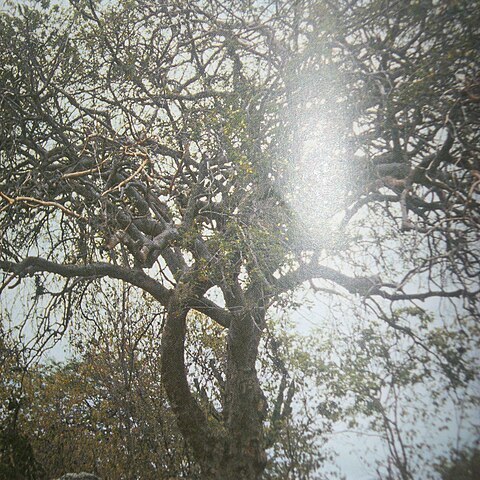 Commiphora leptophloeos unspecified picture
