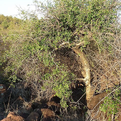 Commiphora tenuipetiolata unspecified picture