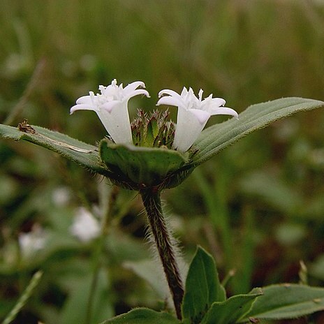 Richardia unspecified picture