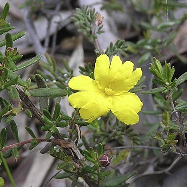 Hibbertia diamesogenos unspecified picture