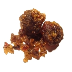 Commiphora wightii unspecified picture
