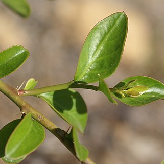 Pereskia diaz-romeroana unspecified picture