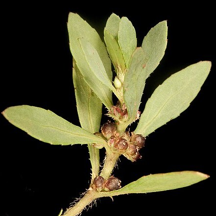 Bergia trimera unspecified picture
