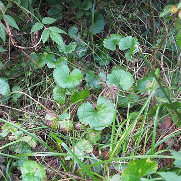 Hydrocotyle pedicellosa unspecified picture