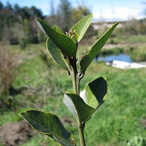 Beilschmiedia berteroana unspecified picture