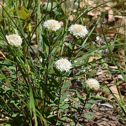 Pimelea rara unspecified picture
