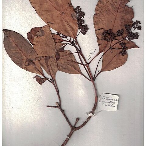 Beilschmiedia gemmiflora unspecified picture