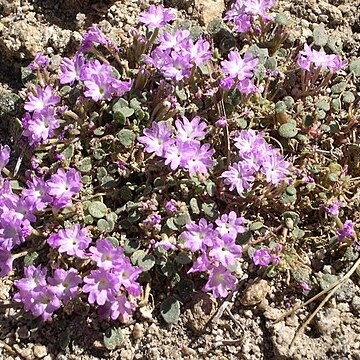 Abronia alpina unspecified picture