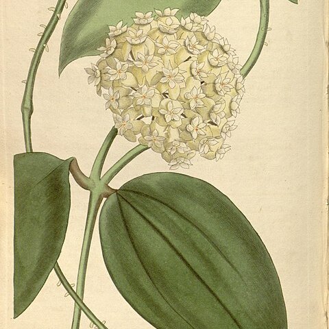 Hoya pottsii unspecified picture
