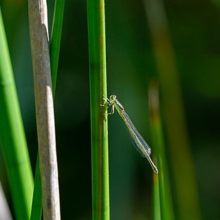 Eleocharis sphacelata unspecified picture