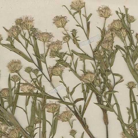Symphyotrichum x longulum unspecified picture
