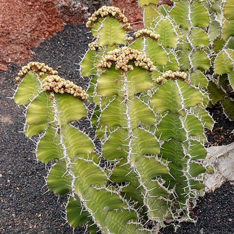 Euphorbia grandialata unspecified picture