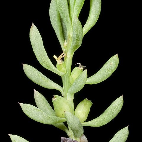 Threlkeldia diffusa unspecified picture