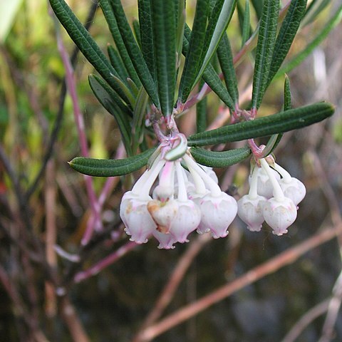 Andromeda glaucophylla unspecified picture