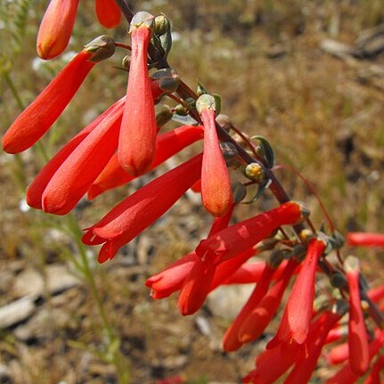 Penstemon centranthifolius unspecified picture