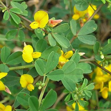 Crotalaria medicaginea unspecified picture