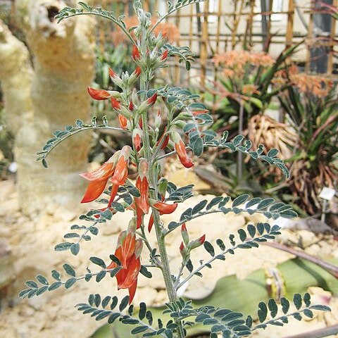 Lessertia unspecified picture