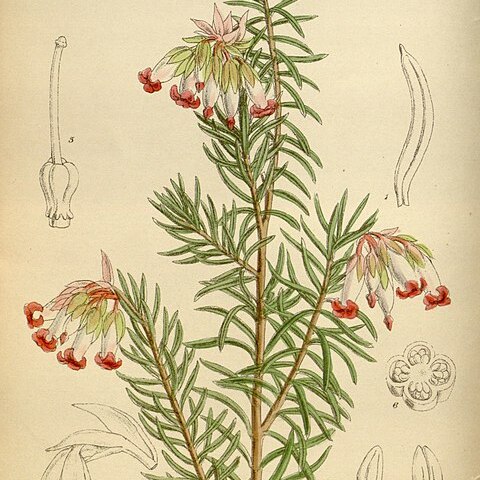 Erica eugenea unspecified picture