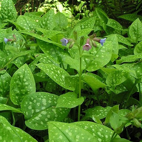 Pulmonaria unspecified picture
