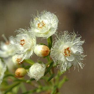 Verticordia cunninghamii unspecified picture