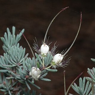 Verticordia longistylis unspecified picture