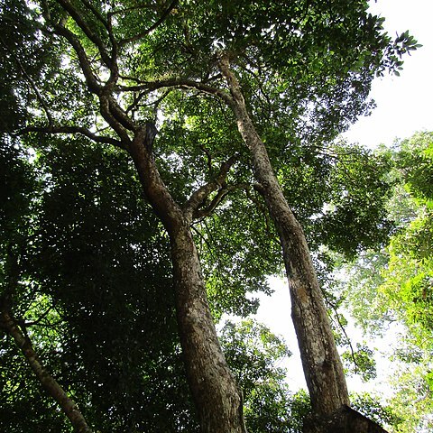 Walsura unspecified picture