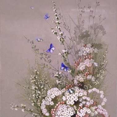 Verticordia habrantha unspecified picture