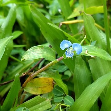 Commelina clavata unspecified picture