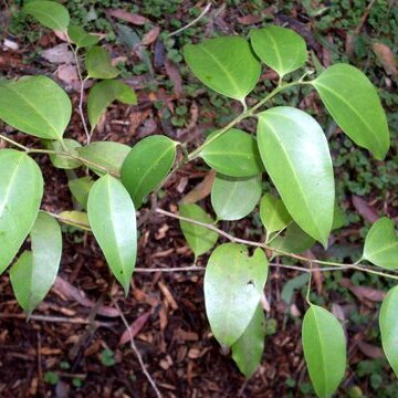 Celtis paniculata unspecified picture