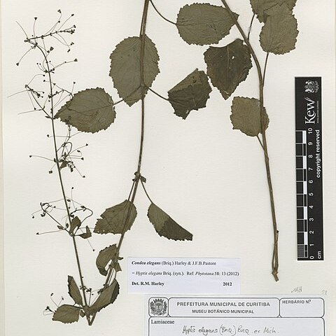 Condea elegans unspecified picture