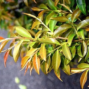 Camellia crassipes unspecified picture