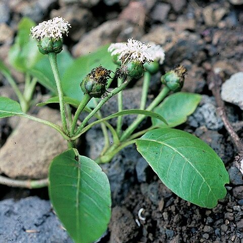 Oparanthus teikiteetinii unspecified picture