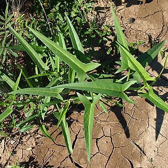 Ipomoea diamantinensis unspecified picture